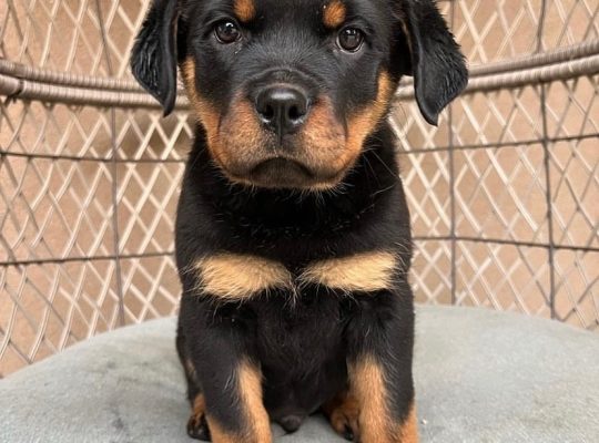 Kc Registered Rottweiler puppy For Sale