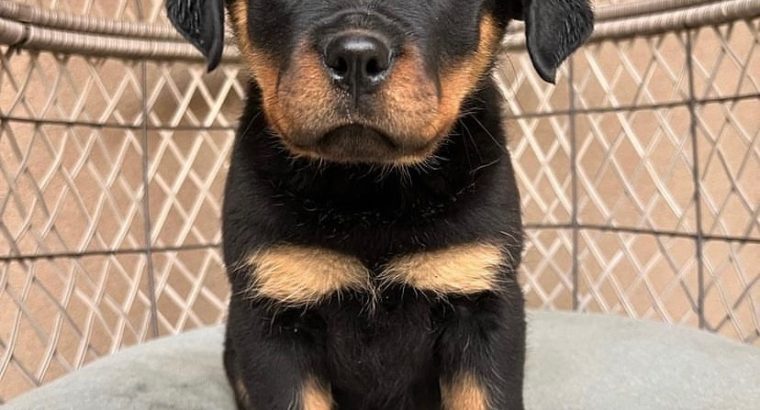 Kc Registered Rottweiler puppy For Sale