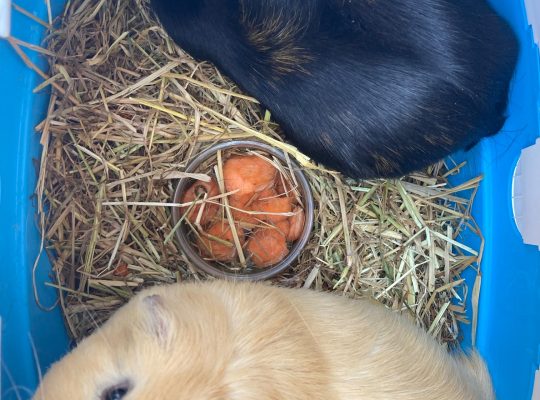 guinea pig male black brown 6 month nold