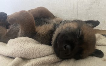 Dutch Herder Puppies