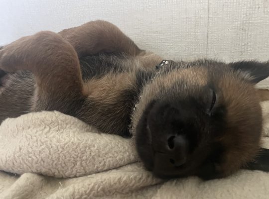 Dutch Herder Puppies