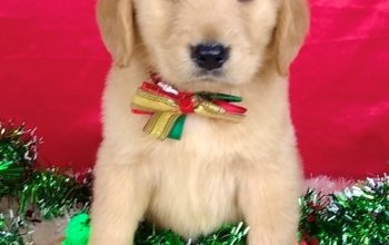 Beautiful Golden Retriever Puppies