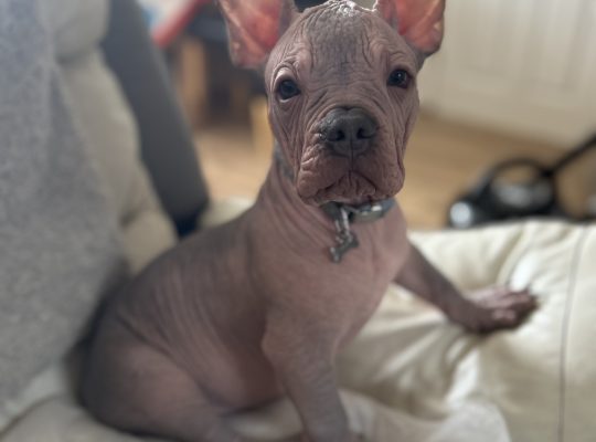 Chinese crested x French bulldog