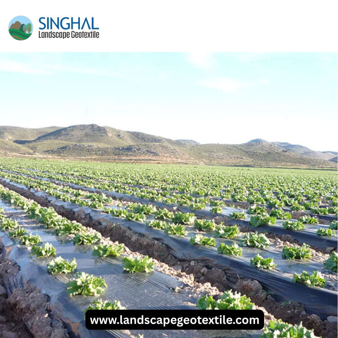 Mulch Film for Agriculture: Boosting Productivity