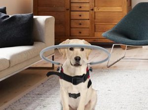 Top Pet Palace | Powerful Picks in Food & Toys