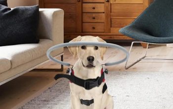 Top Pet Palace | Powerful Picks in Food & Toys